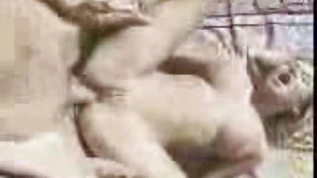 ყველაზე პოპულარული, bondage, კოლექცია, 2. ნაწილი ცუდი ამერიკა ნახვა B
